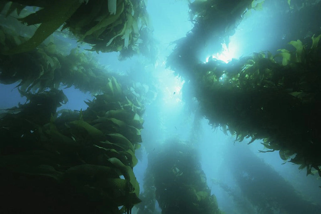 Yelp For Kelp - Omega 3 y 6, apoyo para la tiroides y multimineral, vitamínico y dental para todo el cuerpo*