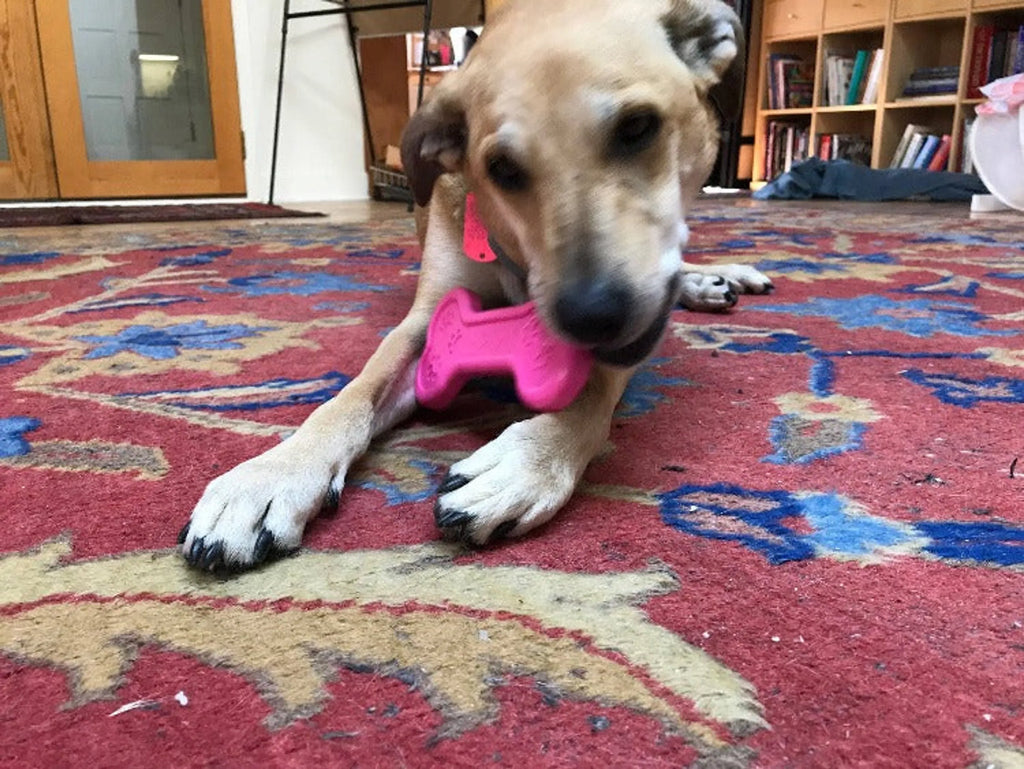 Bone eChew Ultra Durable Nylon Dog Chew Toy for Aggressive Chewers