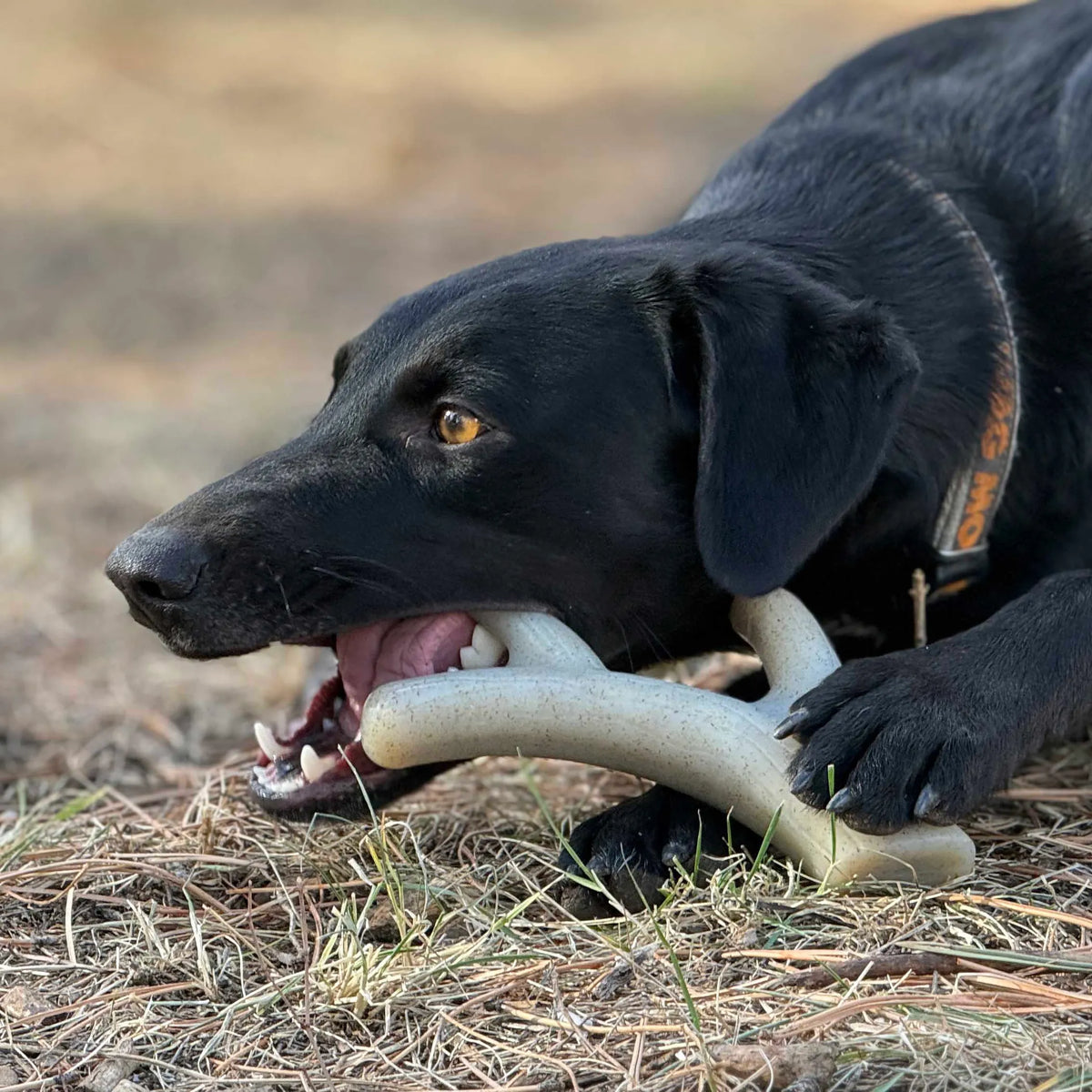 Ever Antler Nylon Chew Bone | Elk Antler Shaped Dog Toy for Aggressive Chewers