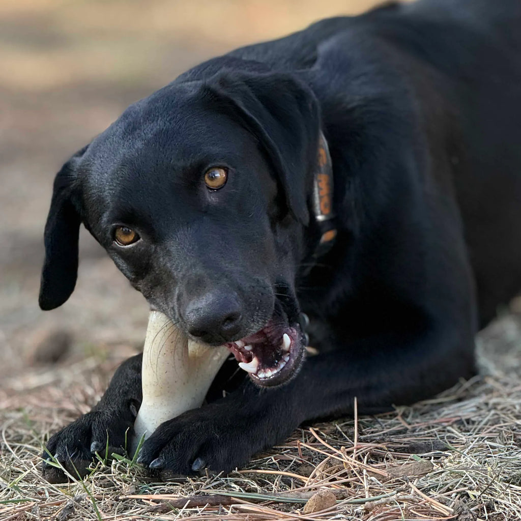 Ever Antler Nylon Chew Bone | Elk Antler Shaped Dog Toy for Aggressive Chewers