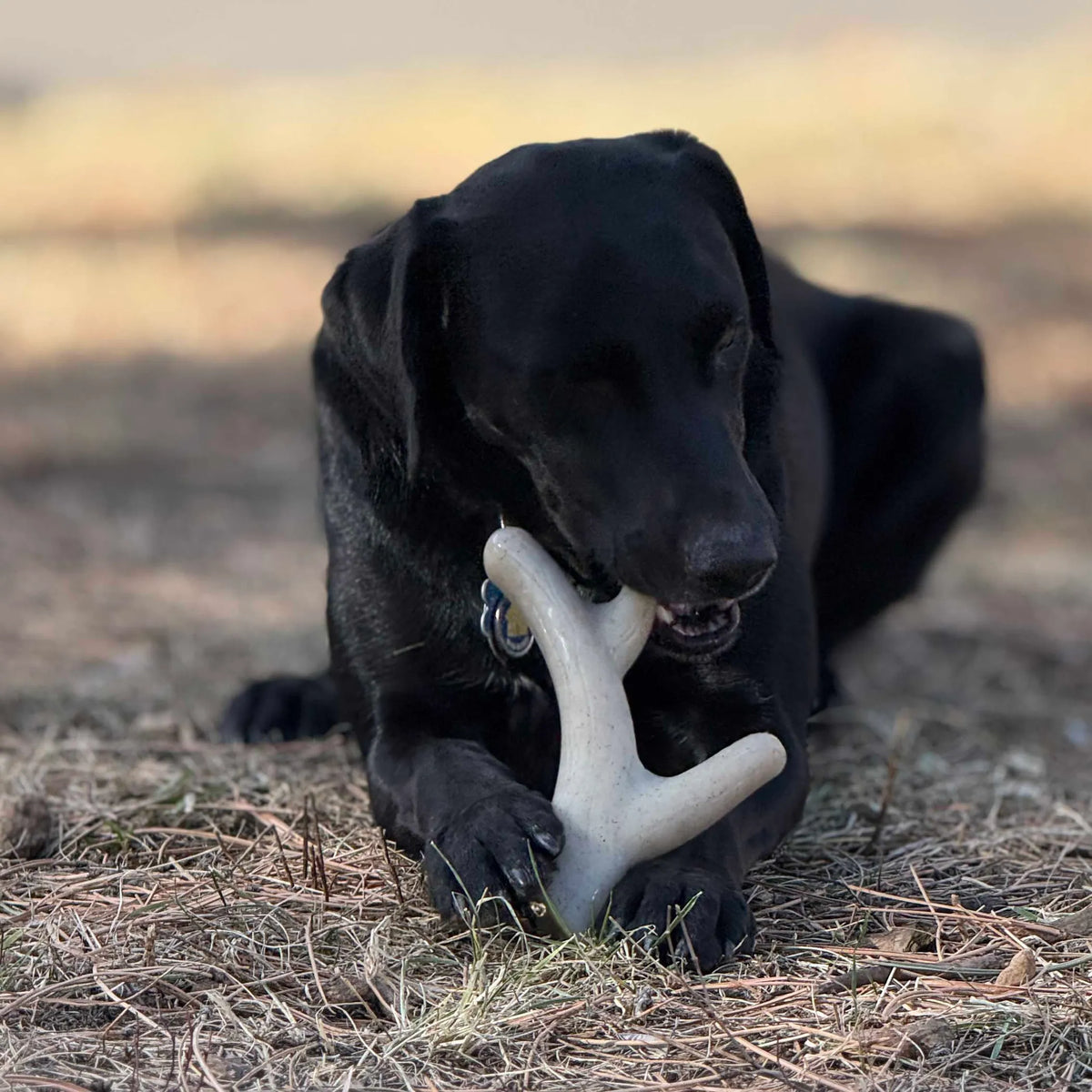 Ever Antler Nylon Chew Bone | Elk Antler Shaped Dog Toy for Aggressive Chewers
