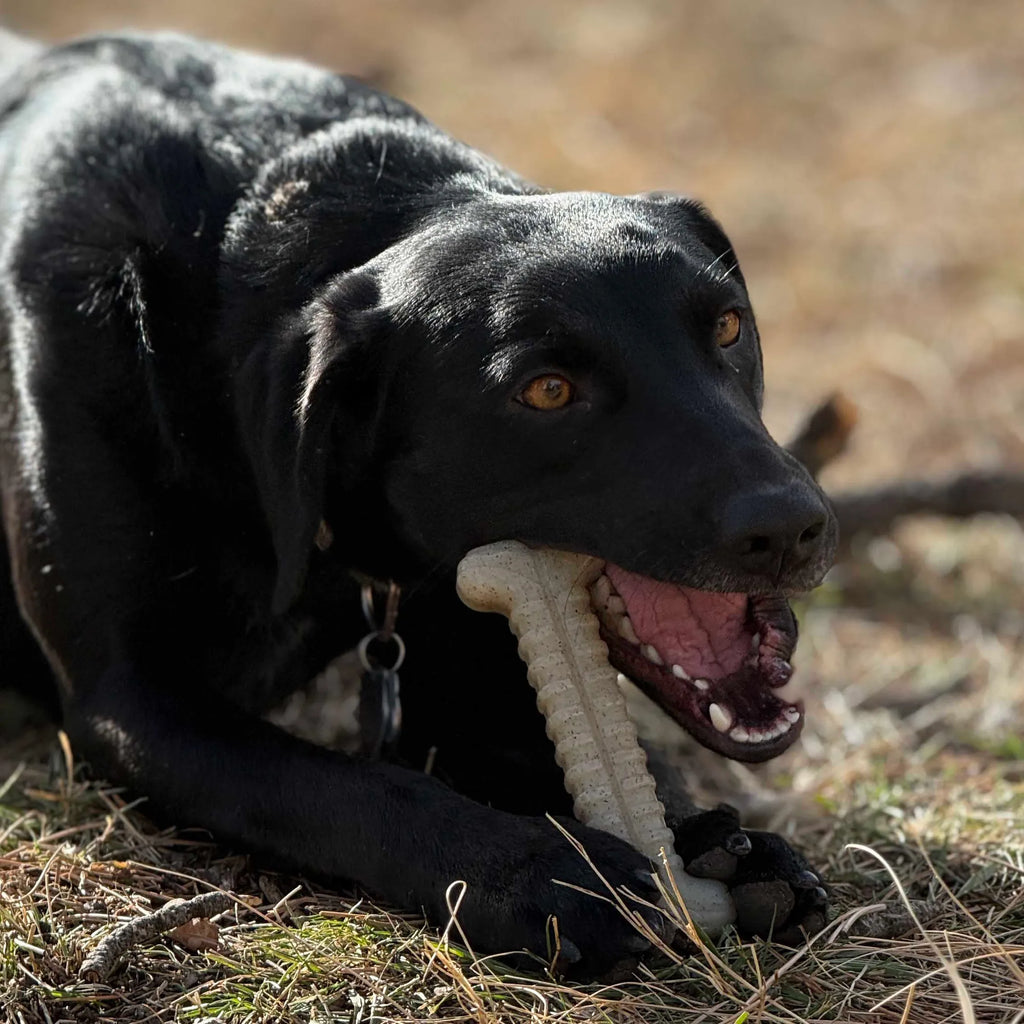 Tough Bone Nylon Chew Bone | Ultra-Durable Dog Toy for Aggressive Chewers